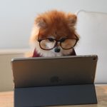Dog with glasses using a tablet